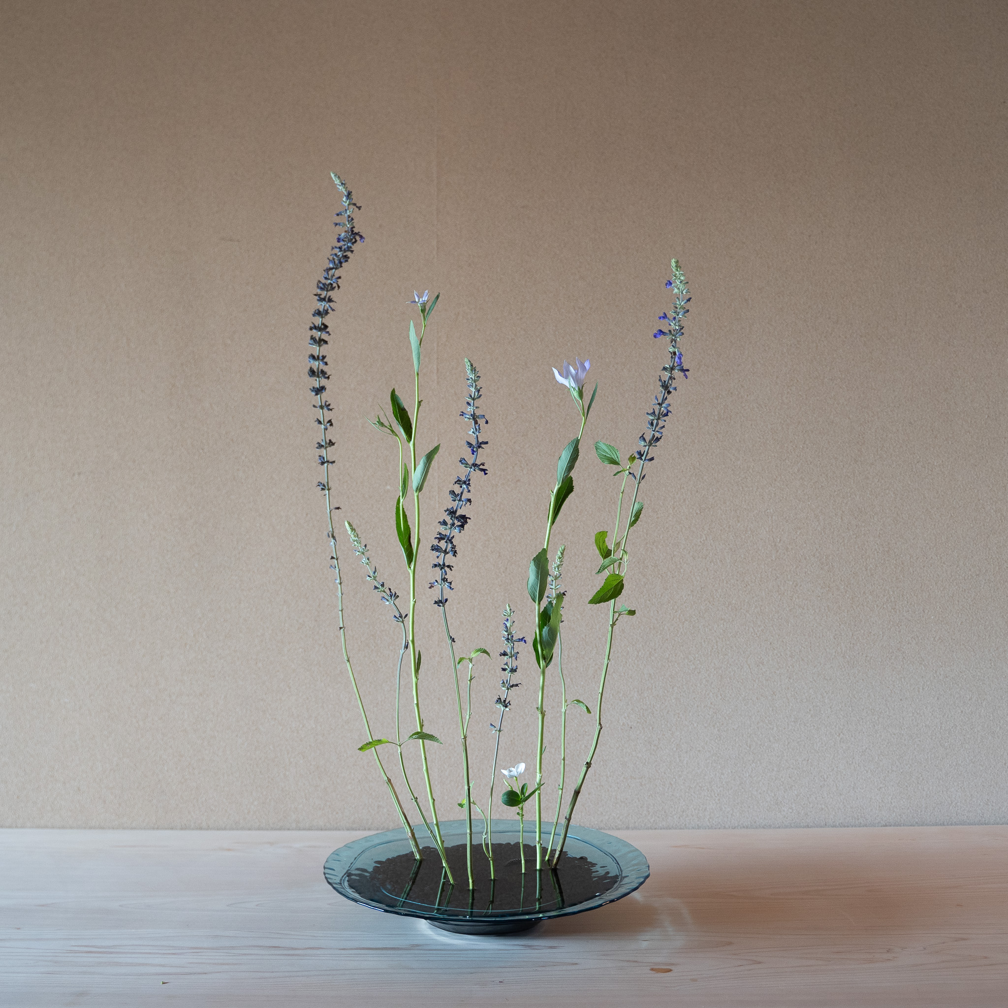 サルビアの自由花