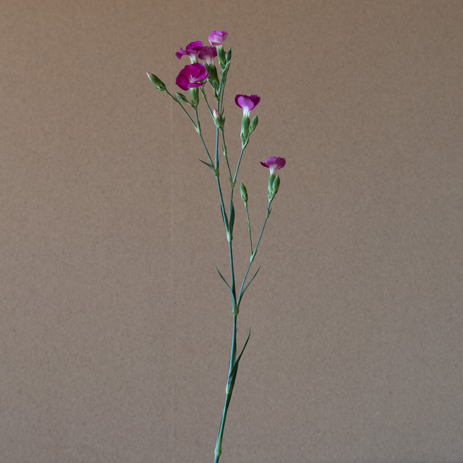 撫子（なでしこ）／ダイアンサス