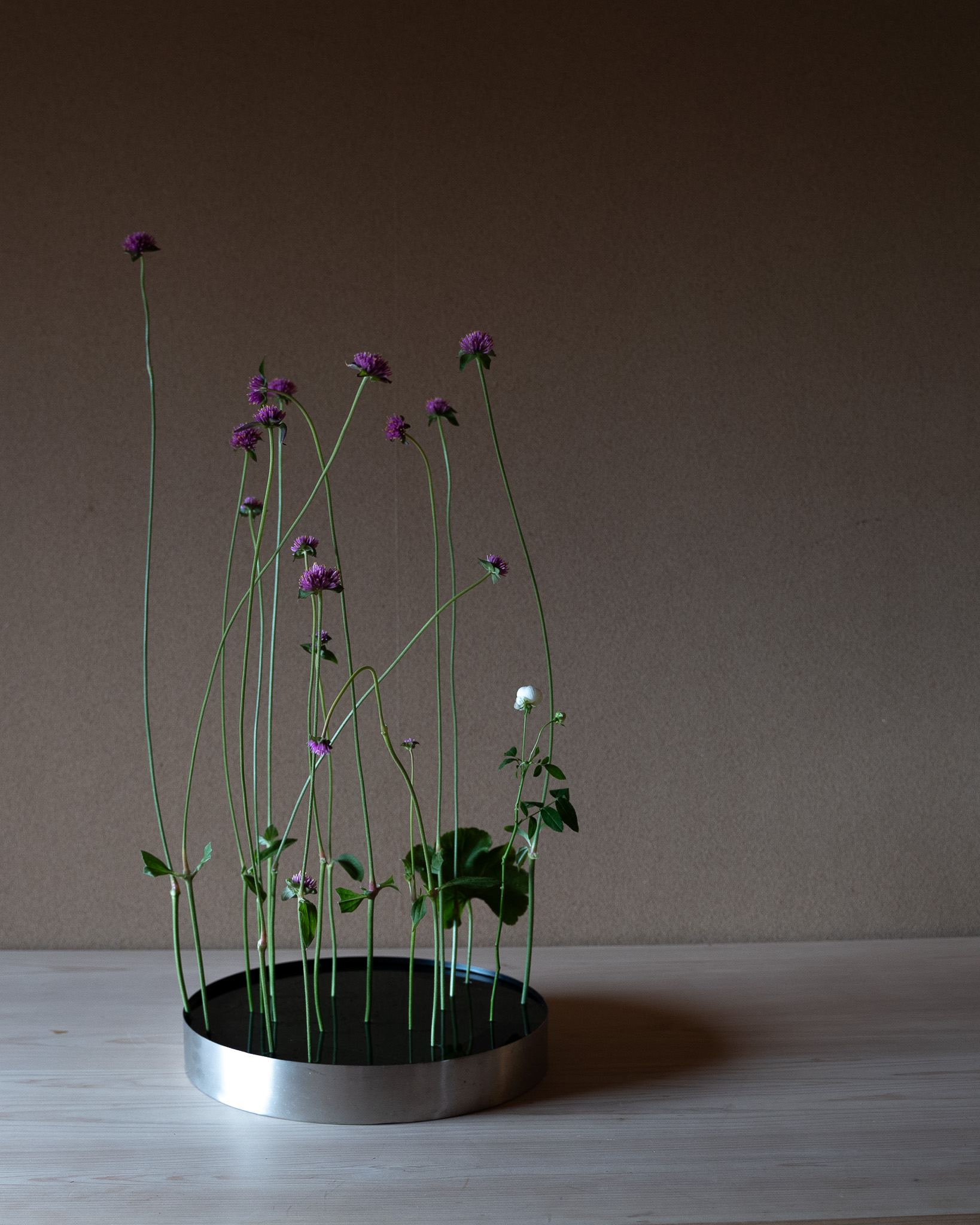 千日紅の無造作な姿