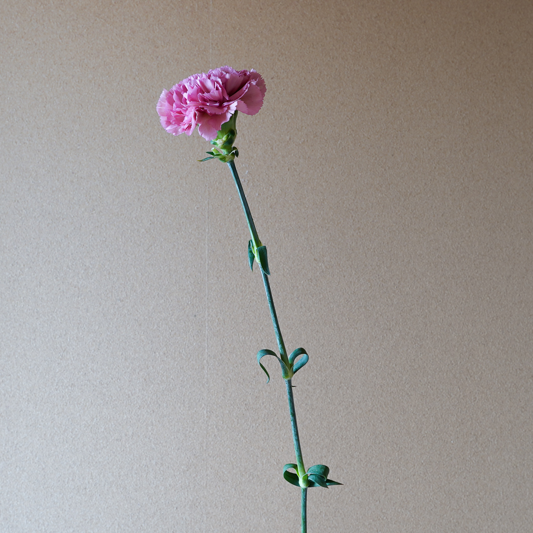 カーネーション