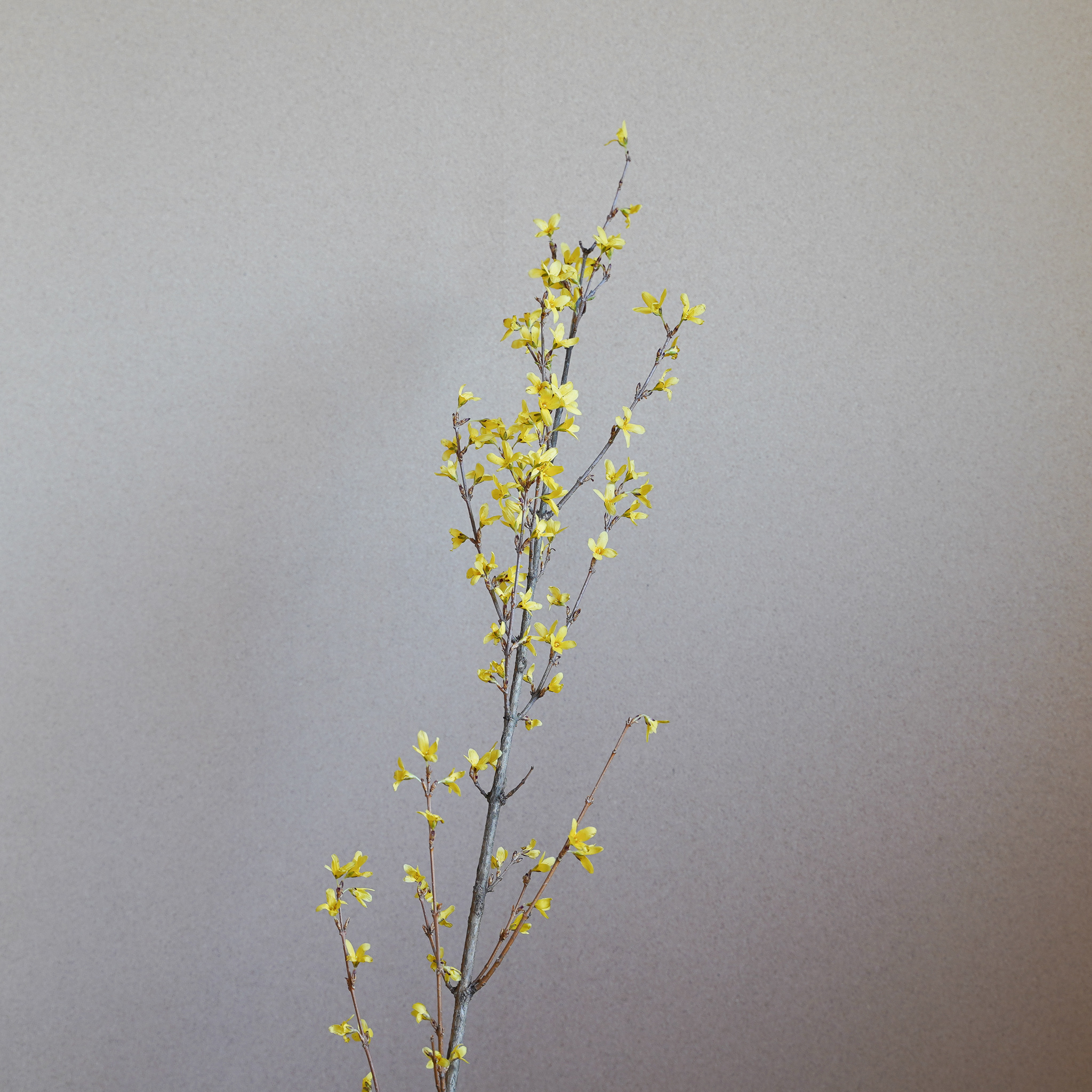 連翹（れんぎょう）