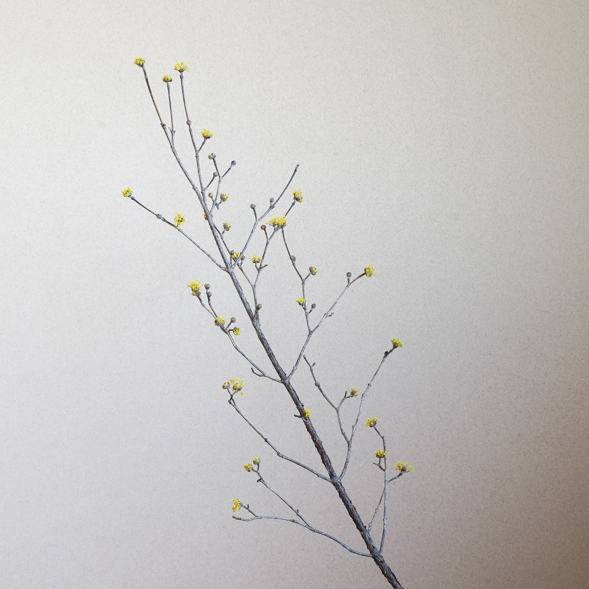 山茱萸（さんしゅゆ）