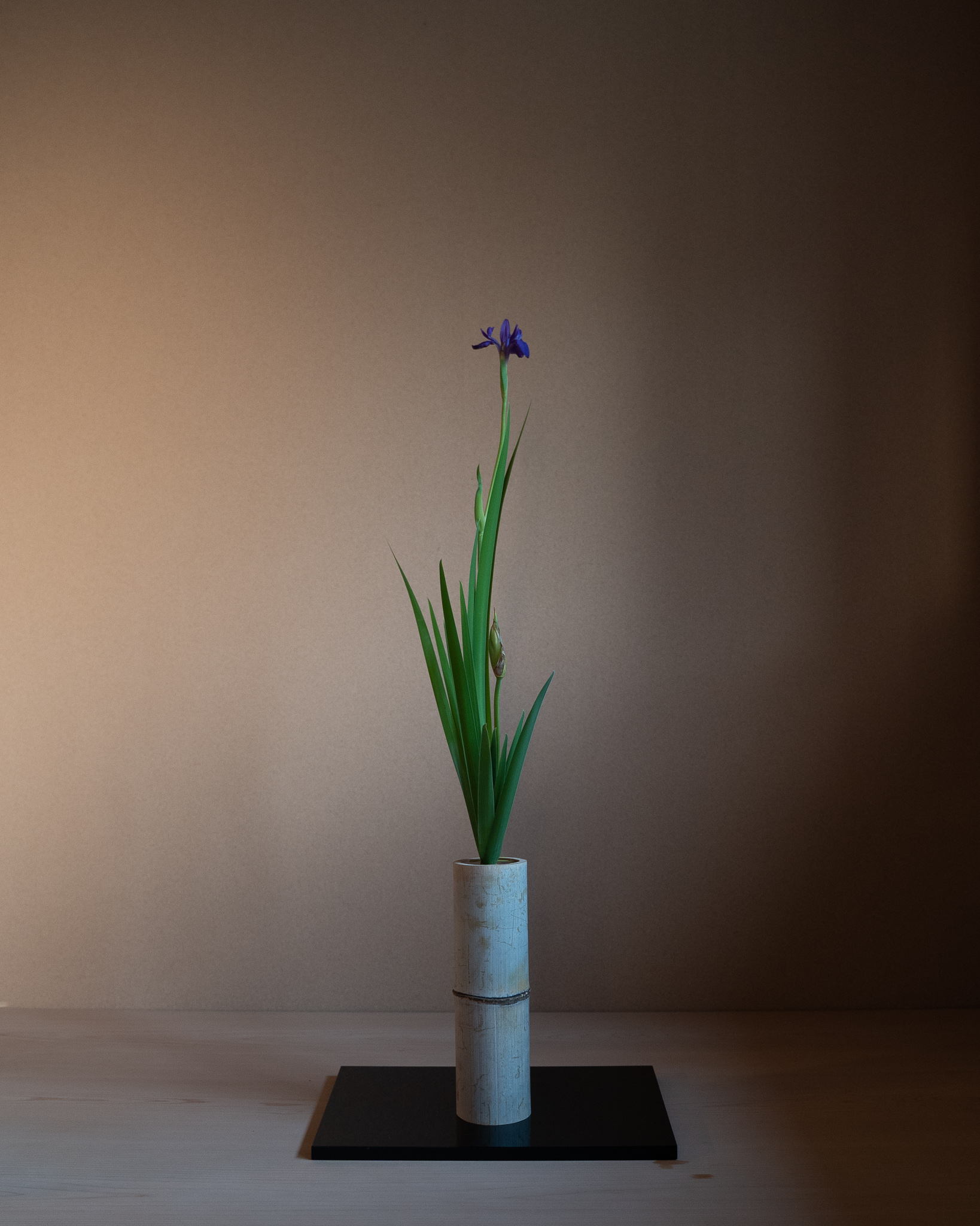 夕暮れの燕子花