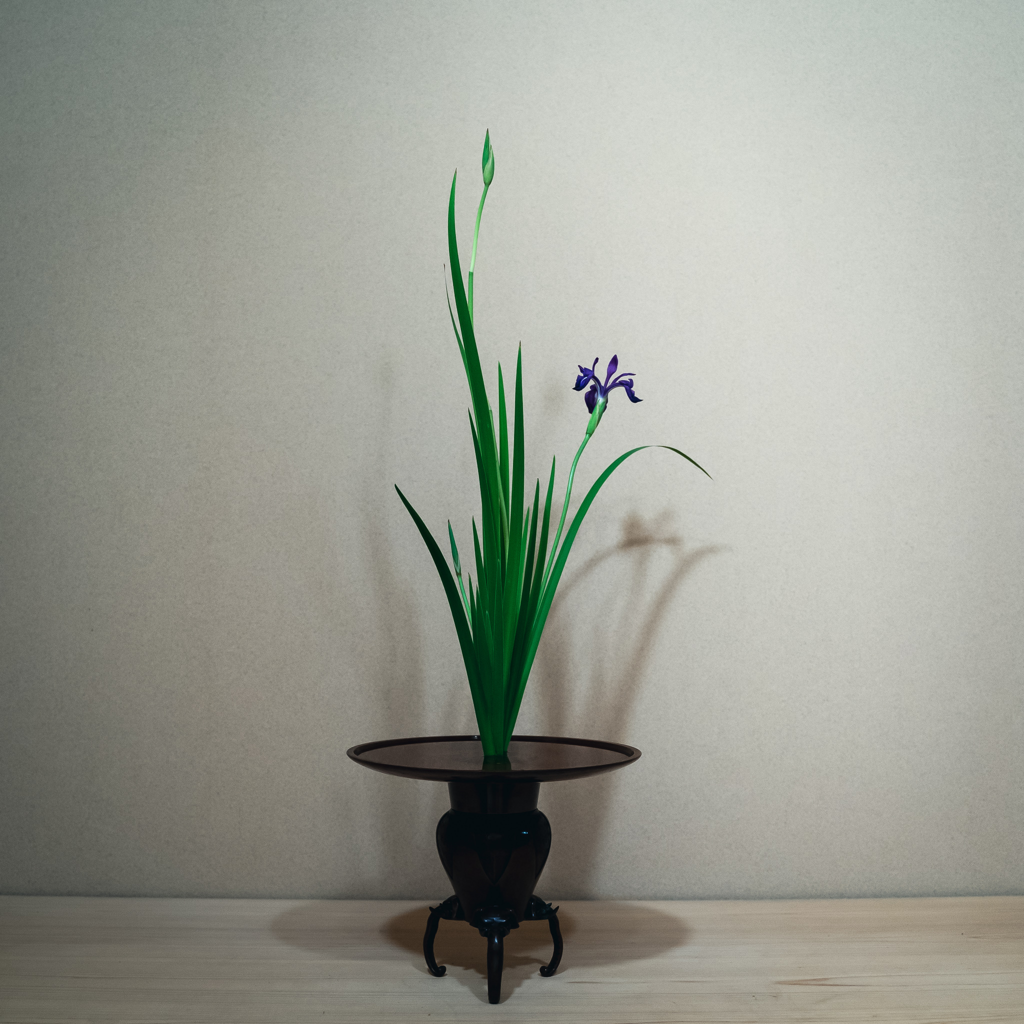 夏らしくゆったりと弾む燕子花