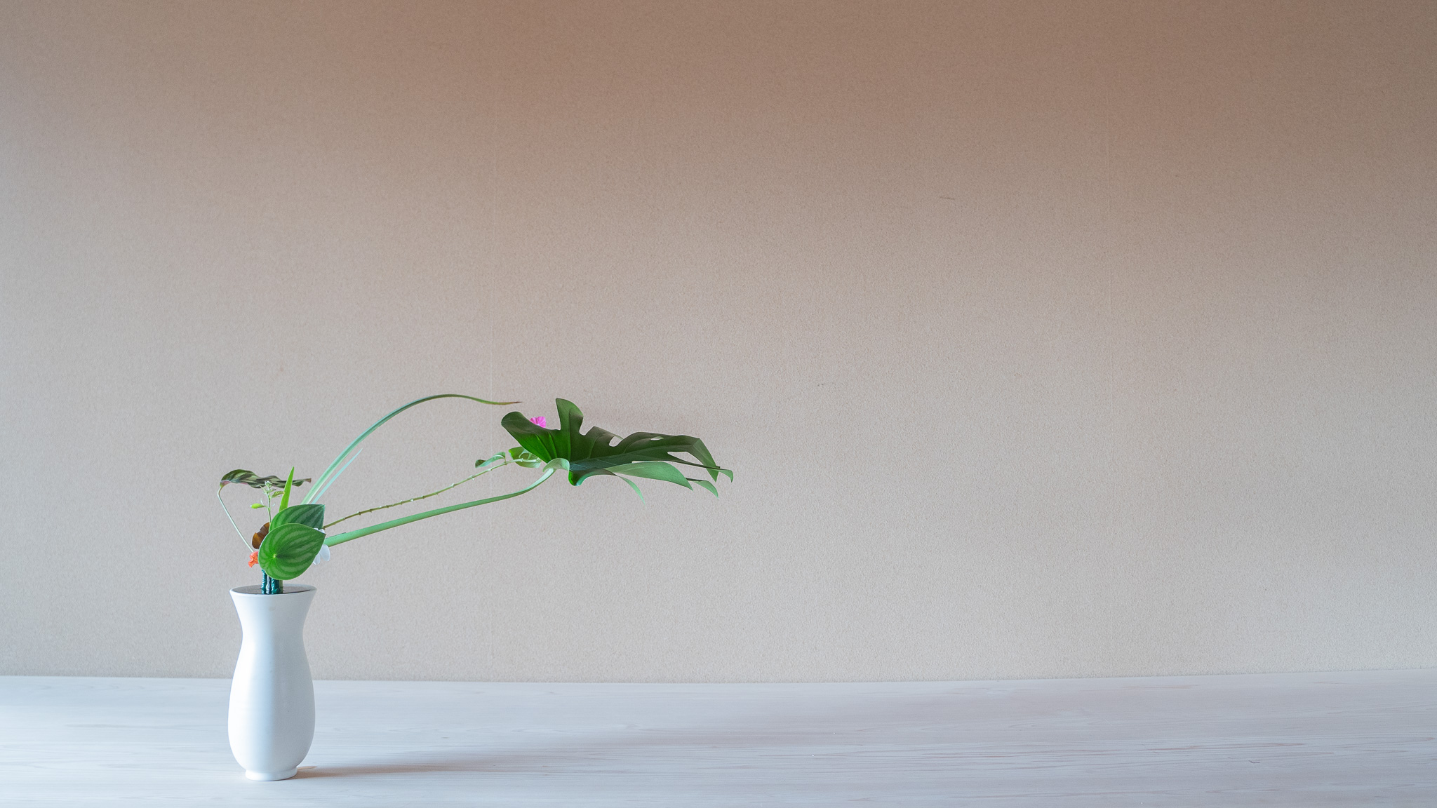 100円ショップのモンステラ