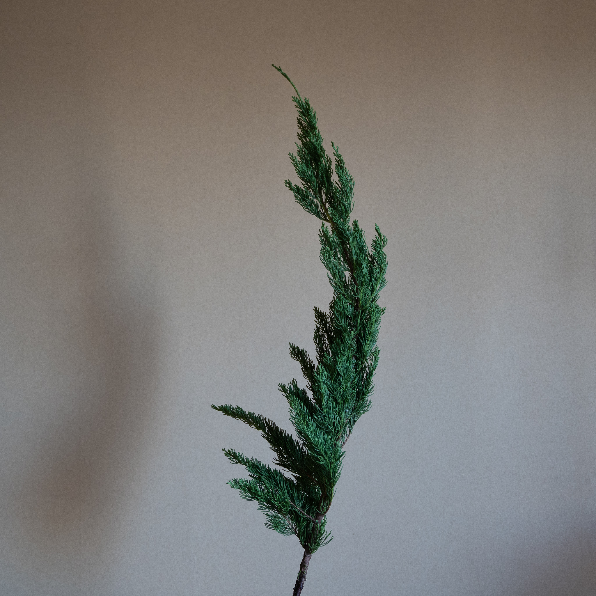 伊吹（いぶき）／柏槇（びゃくしん）