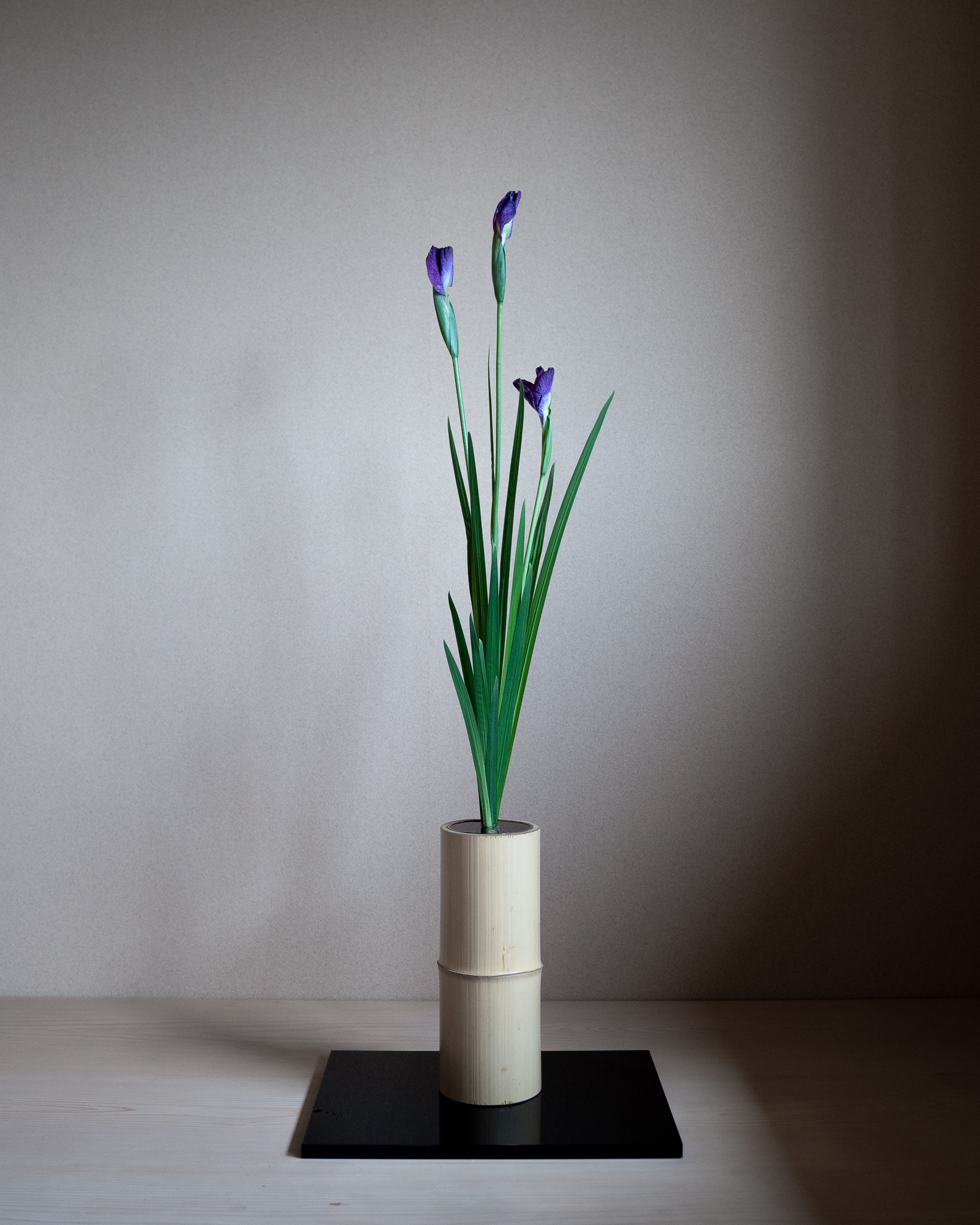 今が旬の花菖蒲