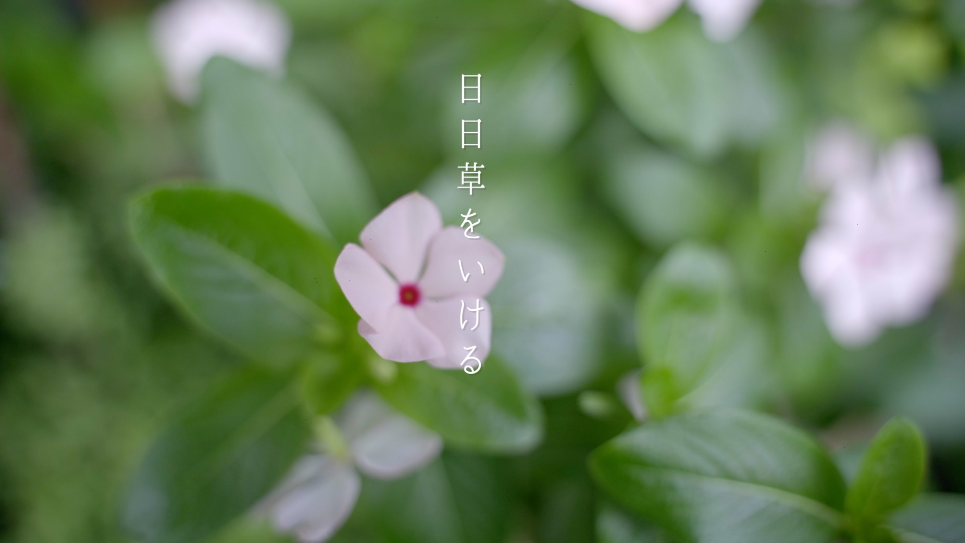 ベランダの日日草をいける