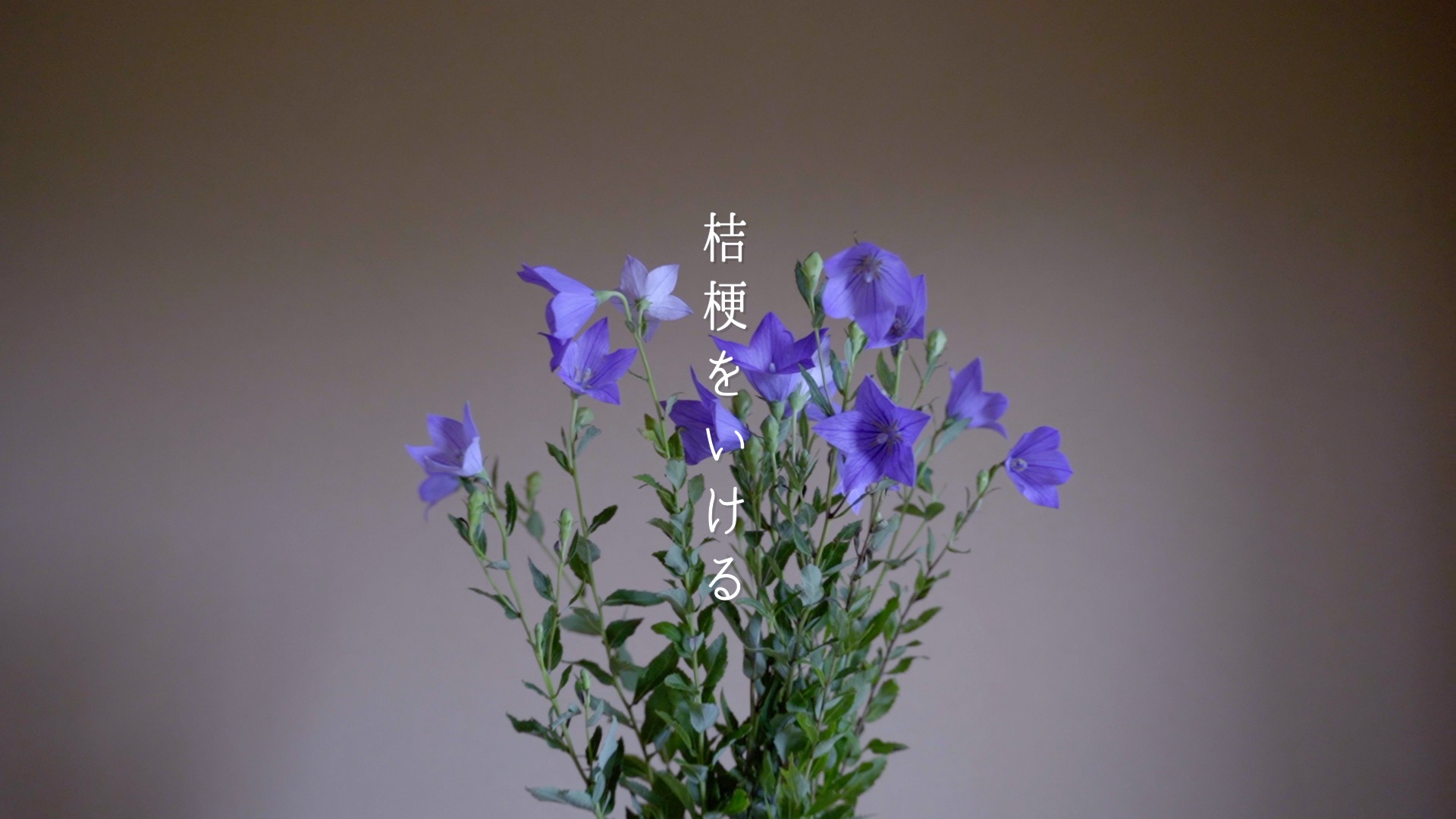 桔梗を向掛にいける