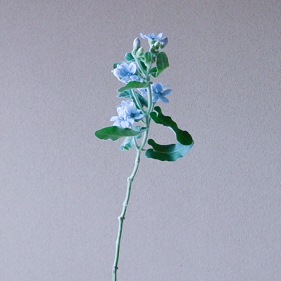 オキシペタラム