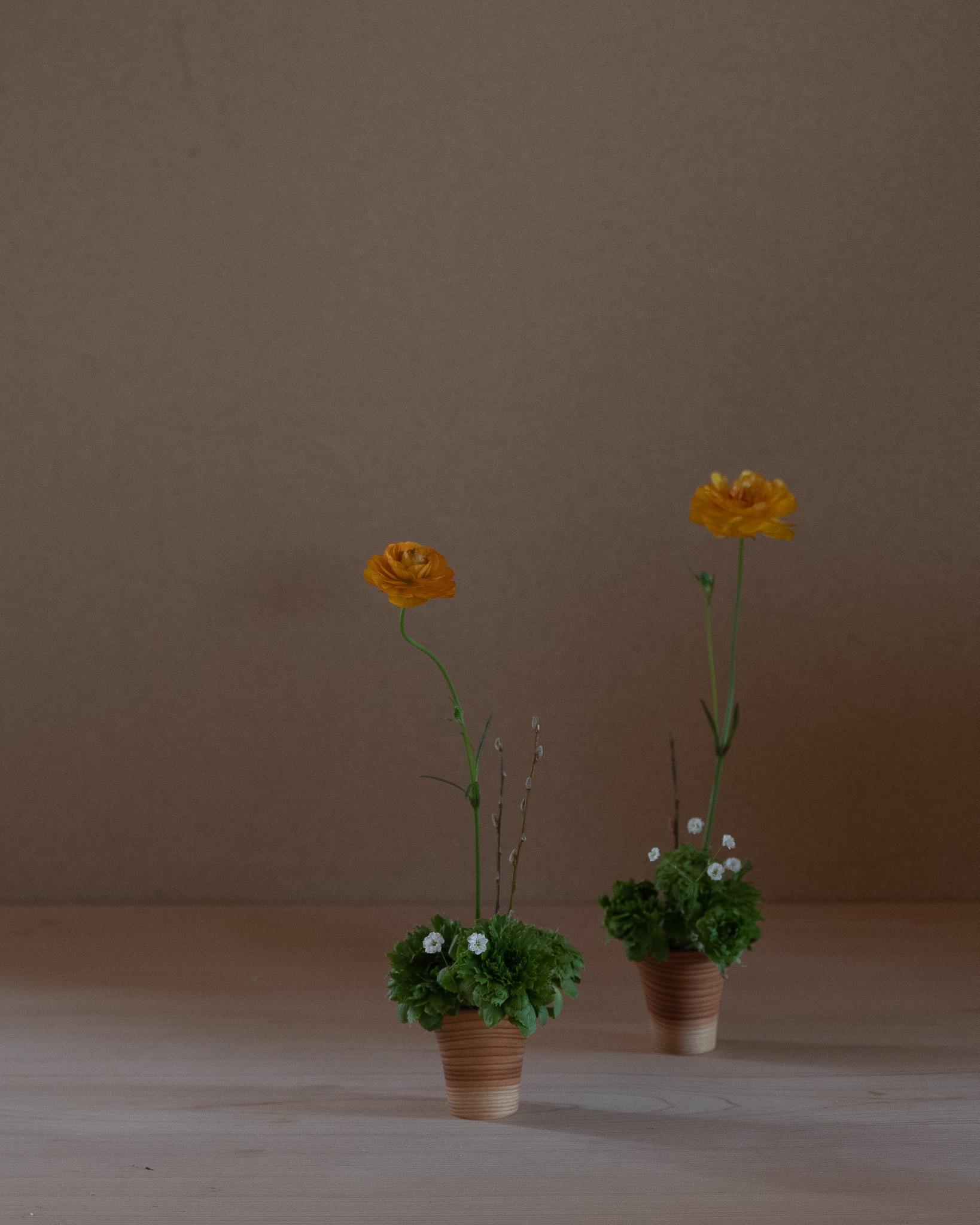 ラナンキュラスの弾む姿