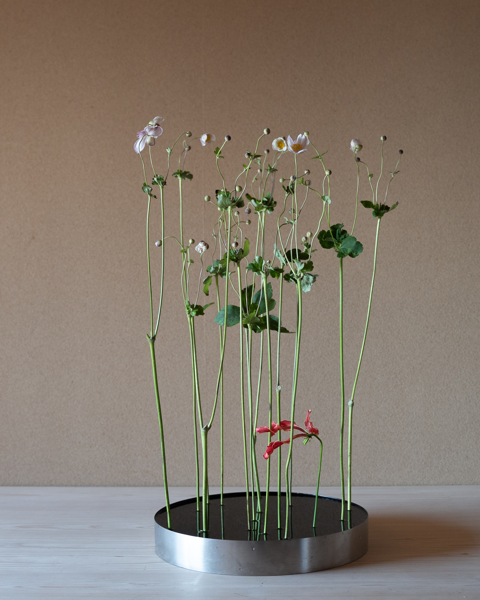 秋明菊の伸びる姿